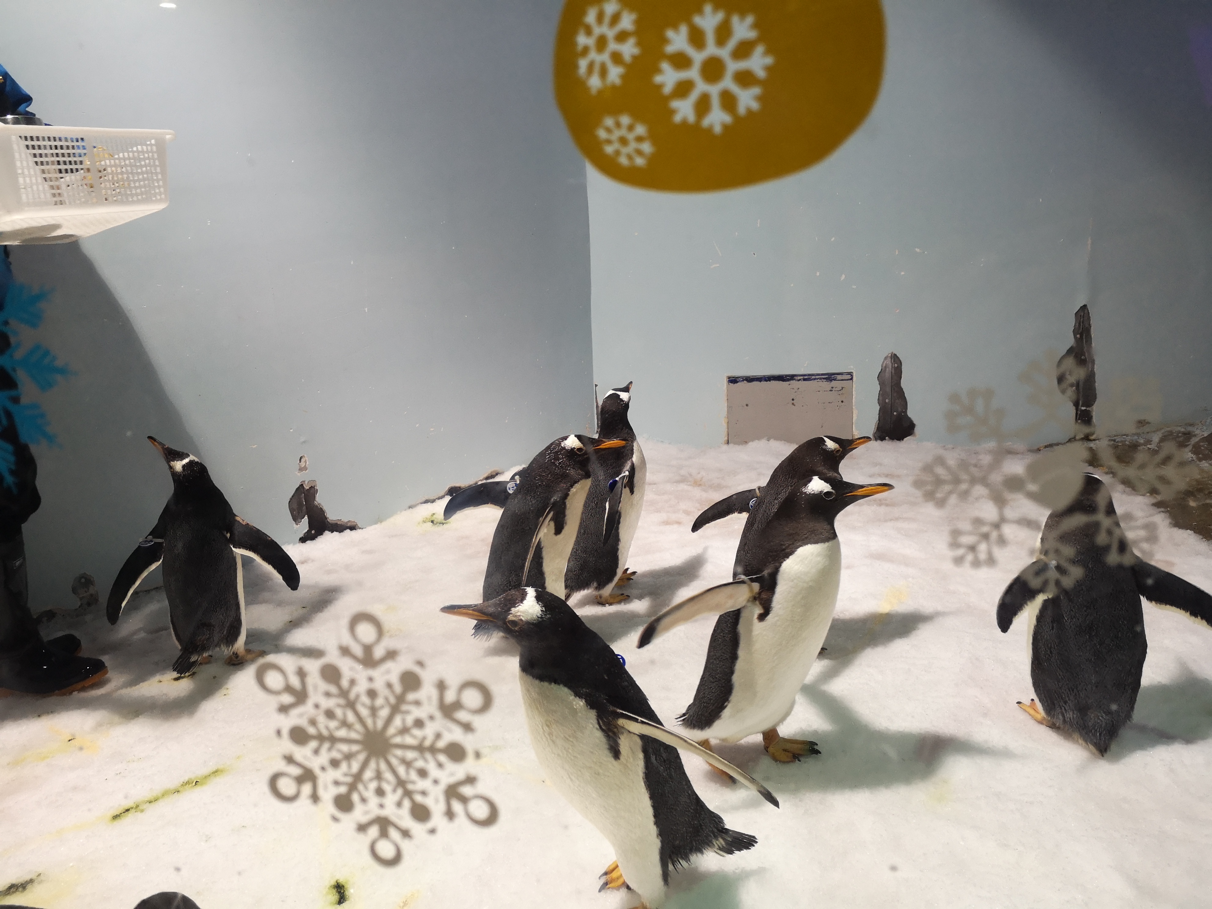 Mmexport1545217668124